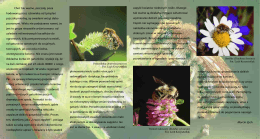 Pszczoła jaka jest każdy widzi. - Ogród Botaniczny Uniwersytetu