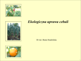 Ekologiczna uprawa cebuli