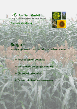 Sorgo – - Energiepflanzen Sorghum Saatgut