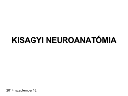 03. Kisagyi neuroanatómia