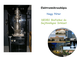 Elektronmikroszkópia Nagy Péter DEOEC Biofizikai és Sejtbiológiai