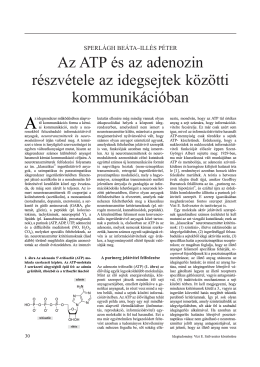 Az ATP és az adenozin részvétele az idegsejtek közötti
