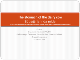 süt ineği midesi-30 mart 2014