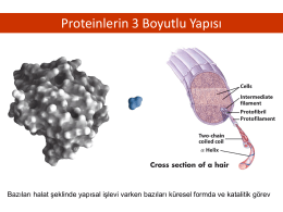 Proteinlerin 3 Boyutlu Yapısı