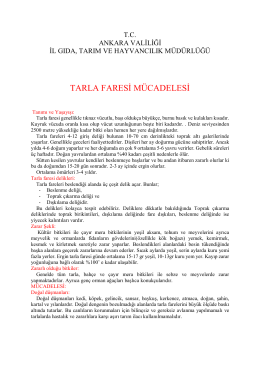 TARLA FARESİ MÜCADELESİ - Ankara İl Gıda Tarım ve Hayvancılık