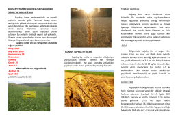 buğday yetiştiriciliği - Kütahya İl Gıda Tarım ve Hayvancılık Müdürlüğü