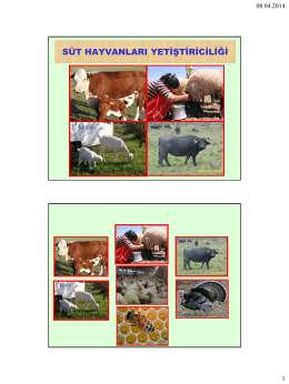 süt hayvanları yetiştiriciliği