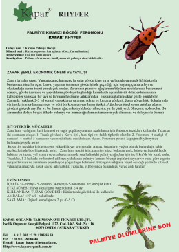 palmiye kırmızı Böceği.cdr