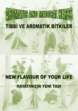 Untitled - New LifeFlavour