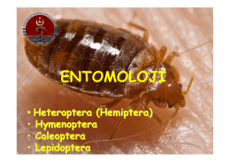 Hymenoptera - UzmanVeteriner.Com.tr | Uzman Veteriner