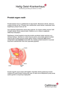 Prostat organı nedir