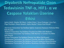 Ozon Tedavisinin Diyabetik Nefropatide Kaspaz Yolakları, TNF