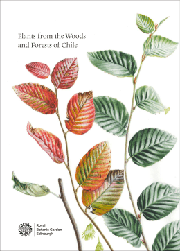 booklet - IŞIK GÜNER Botanical Art
