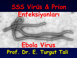 SSS Virüs & Prion Enfeksiyonları Ebola Virus