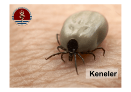 KENELER (Ticks) - UzmanVeteriner.Com.tr | Uzman Veteriner