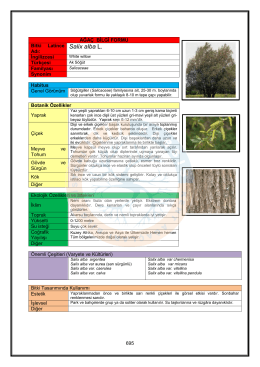 Salix alba - KABSIS | Kent Ağaçları Bilgi Sistemi