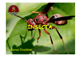 insecta - UzmanVeteriner.Com.tr | Uzman Veteriner