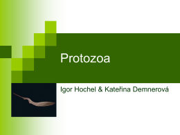 Protozoa