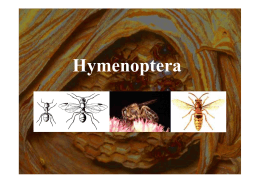 hymenoptera2014 [Kompatibilitási mód].pdf
