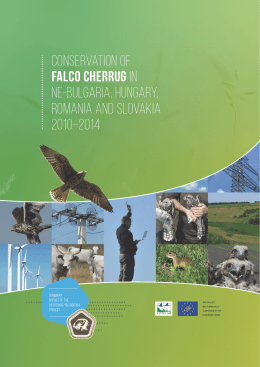 Conservation of Falco cherrug in ne