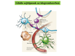 Gliális sejttípusok az idegrendszerben