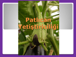 Patlıcan Yetiştiriciliği