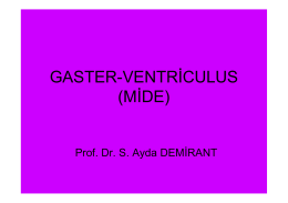 GASTER-VENTRİCULUS (MİDE)