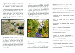 Damla sulama, entansif sulu tarımda