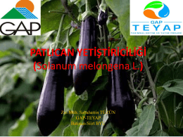 patlıcan yetiştiriciliği