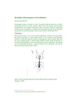 Dryinidae (Hymenoptera: Chrysidoidea)