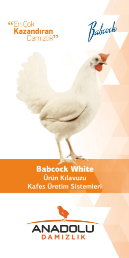 Babcock White - Anadolu Damızlık