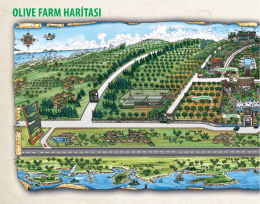 Türkçe - Olive Farm