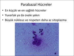 Parabazal Hücreler