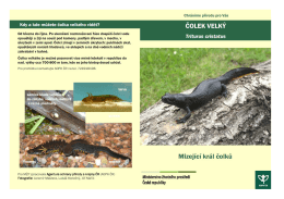 Čolek velký